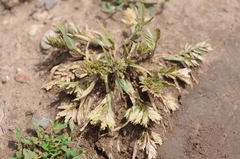 Sclerochloa dura