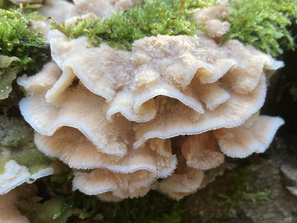 Merulius tremellosus · November 2025 · photo: © lucian_clanet (iNaturalist, cc-by)