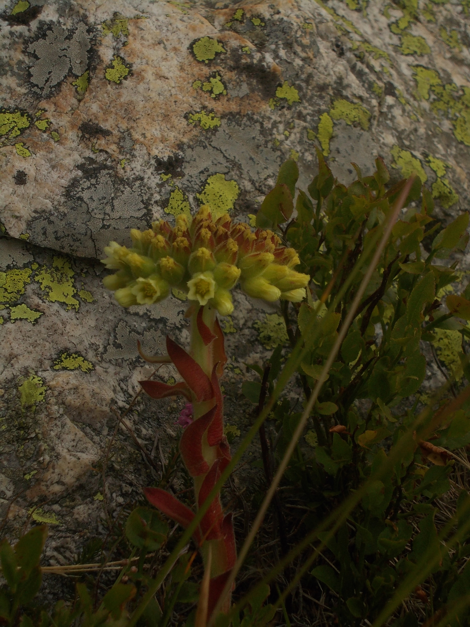Sempervivum heuffelii 'Torrid Zone' 2