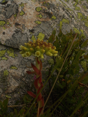 Sempervivum heuffelii