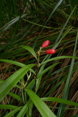 Alseuosmia banksii