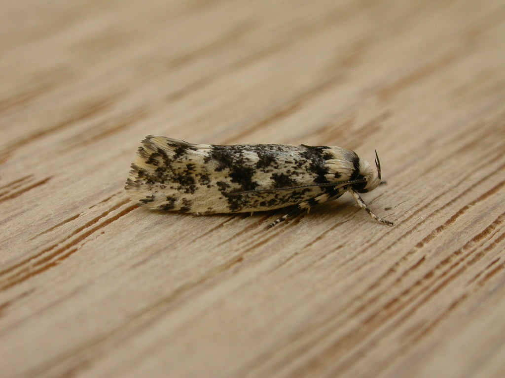 Lichenaula lichenea