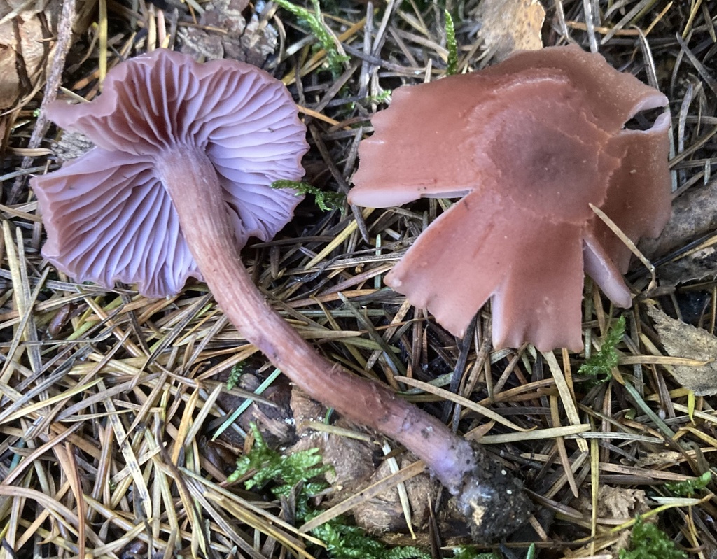 Laccaria bicolor