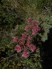 Sempervivum marmoreum