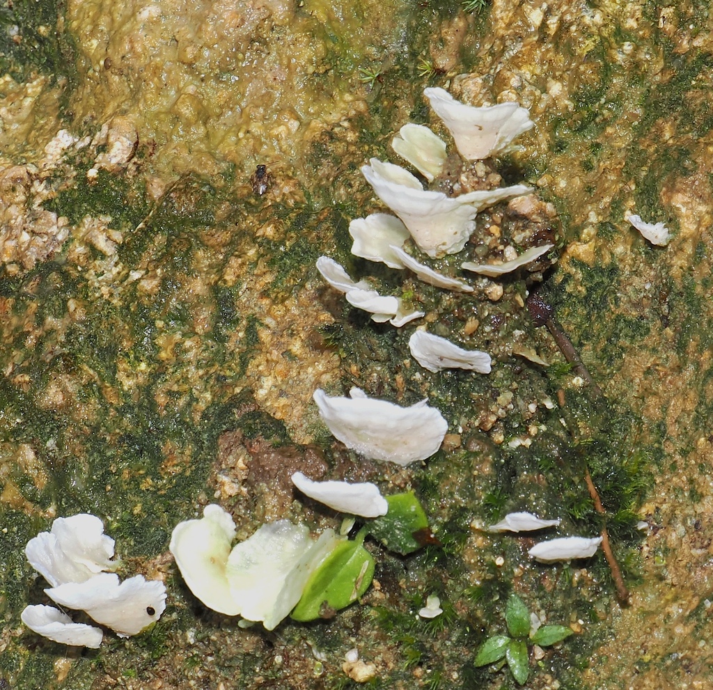 Cyphellostereum pusiolum · July 2024 · photo: © desertnaturalist (iNaturalist, cc-by)