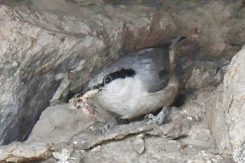 Eastern Rock Nuthatch