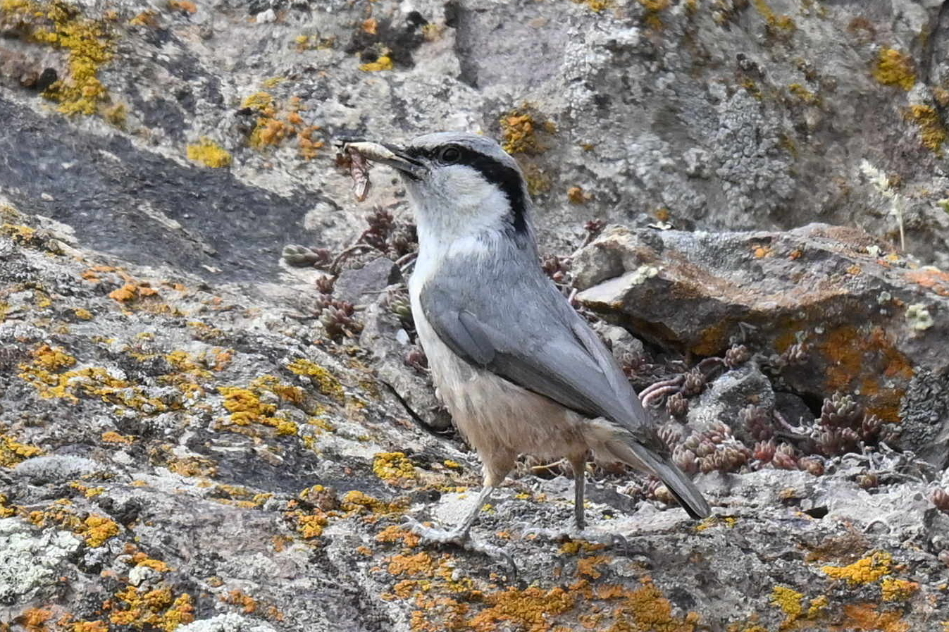 Eastern Rock Nuthatch