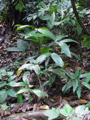 Bactris simplicifrons