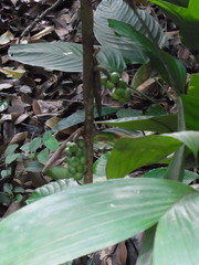 Bactris simplicifrons