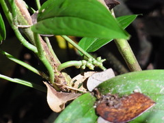 Bactris simplicifrons