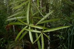 Ixerba brexioides