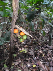 Bactris simplicifrons