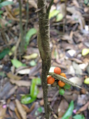 Bactris simplicifrons