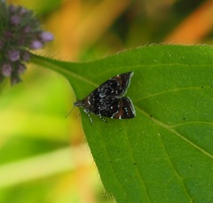 Prochoreutis sehestediana