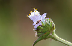 Afromaculepta ursulae