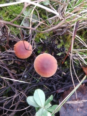 Fungi