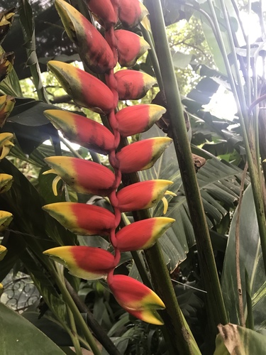 Heliconia image