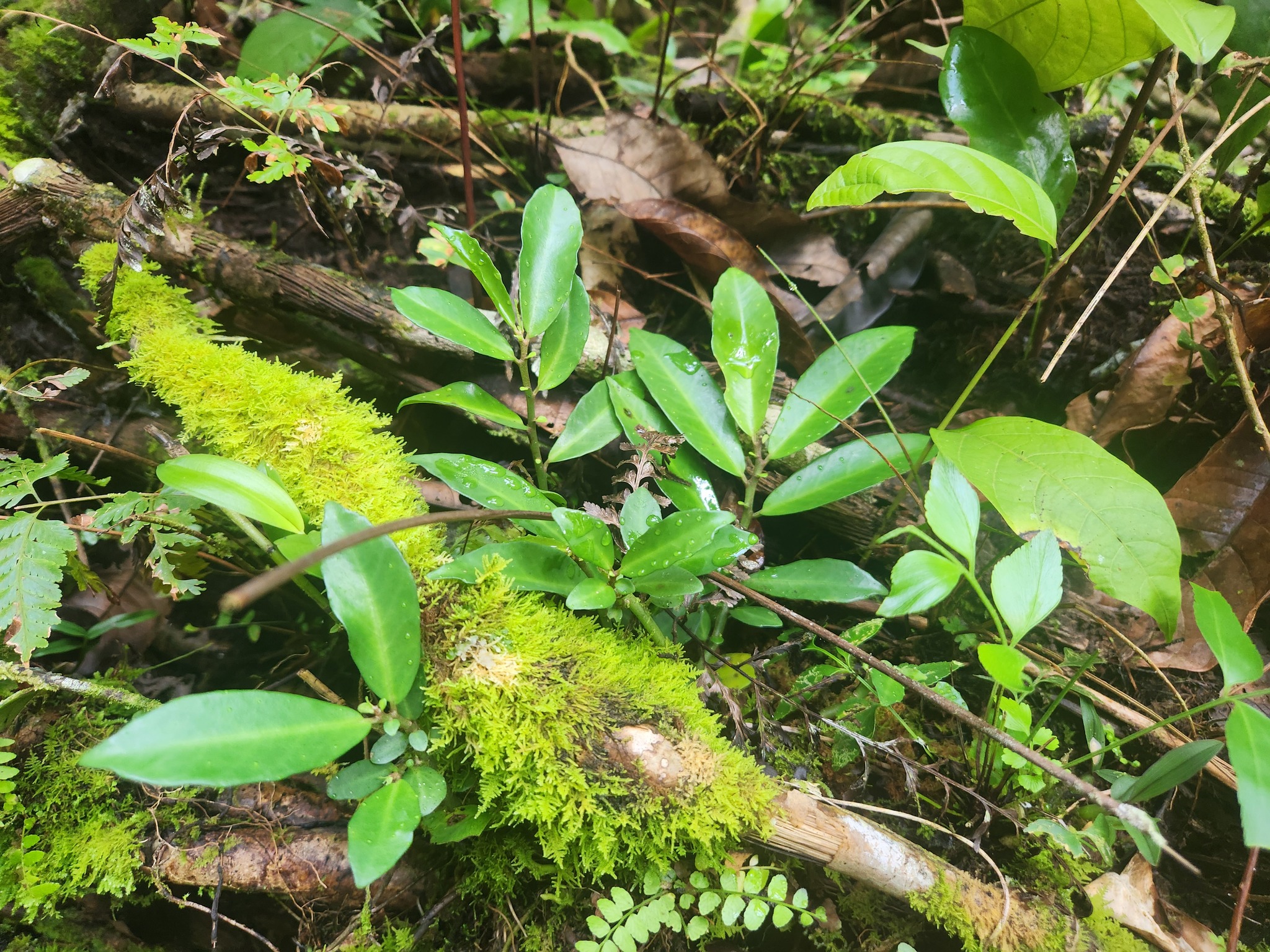 Imagem de Procris pedunculata