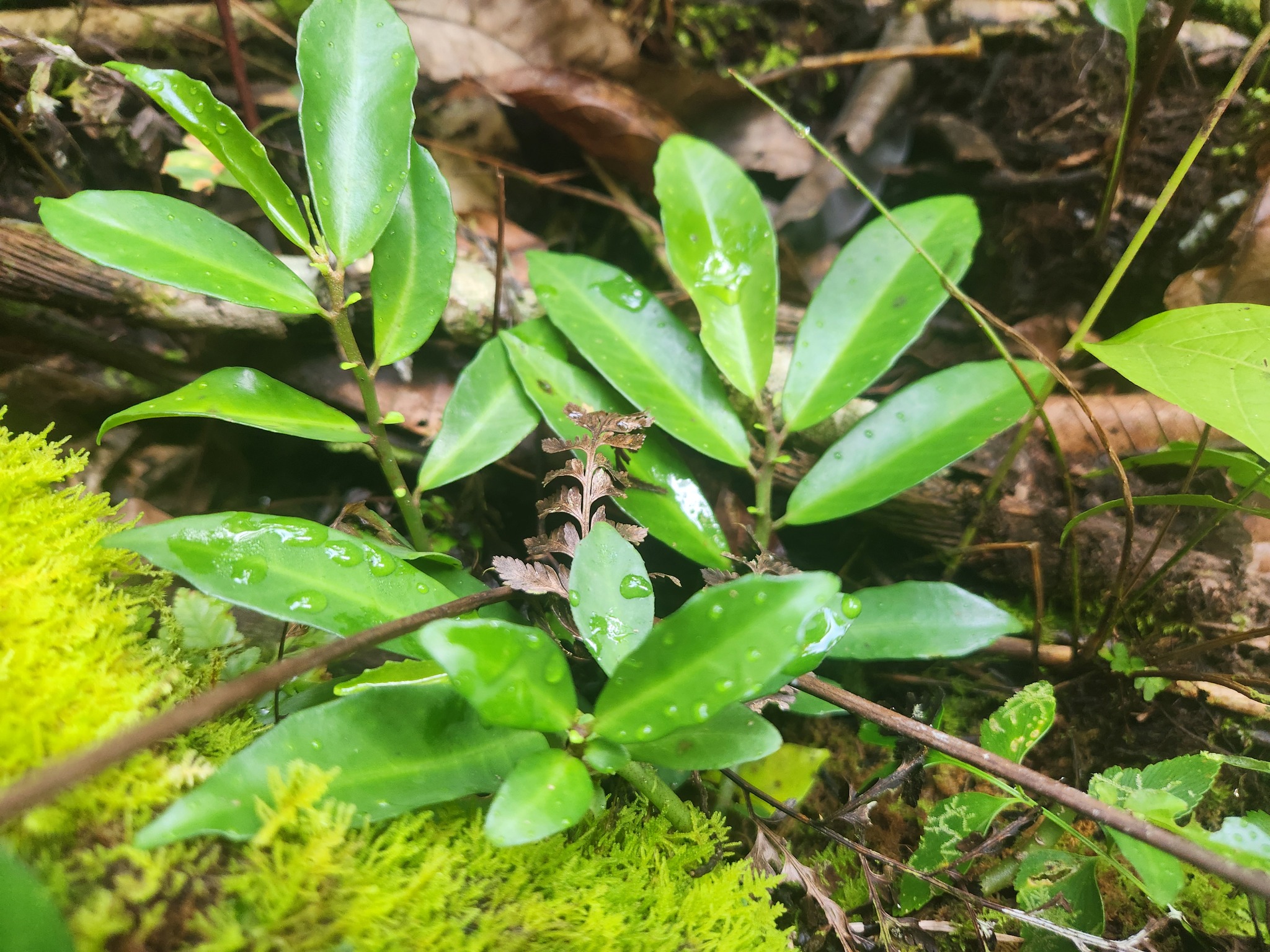 Imagem de Procris pedunculata