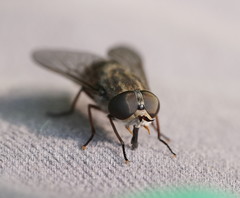 Tabanomorpha