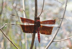 Camacinia gigantea