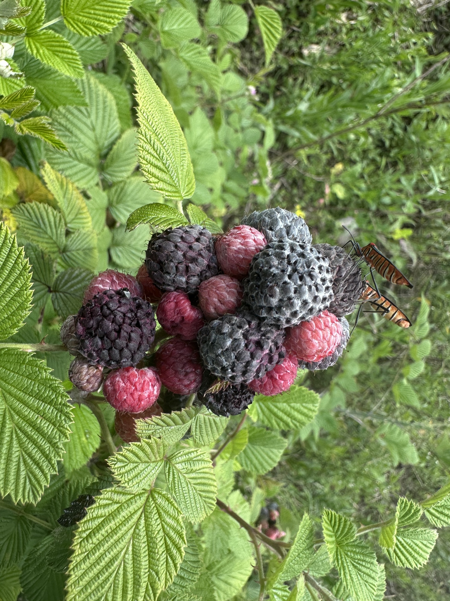 Rubus niveus