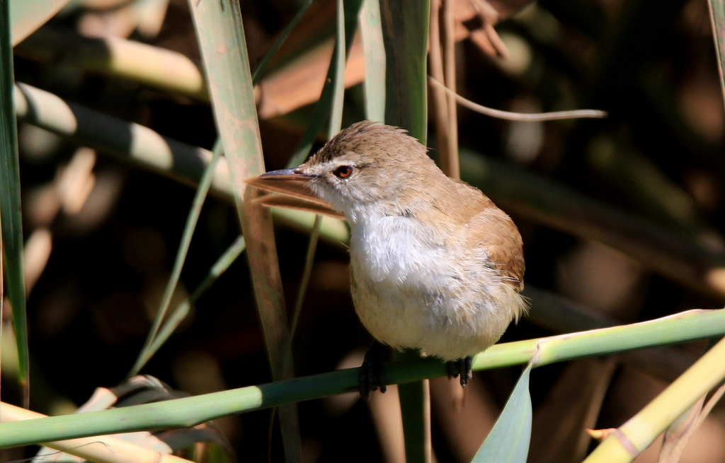 Acrocephalus baeticatus from City of Tshwane, ZA-GT, ZA on 2020년 01월 02일 (목) at 09:46 오전 by tjeerd.Groot Rietsanger... 