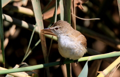 Acrocephalus scirpaceus baeticatus