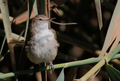 Acrocephalus scirpaceus baeticatus
