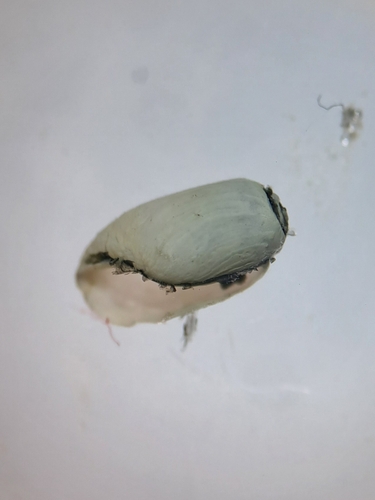 Retusa obtusa observed 2025-11-11