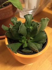 Adromischus cristatus