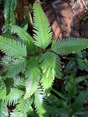 Selaginella wallichii