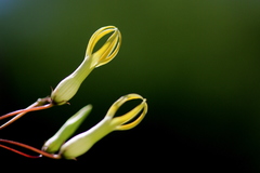 Riocreuxia polyantha