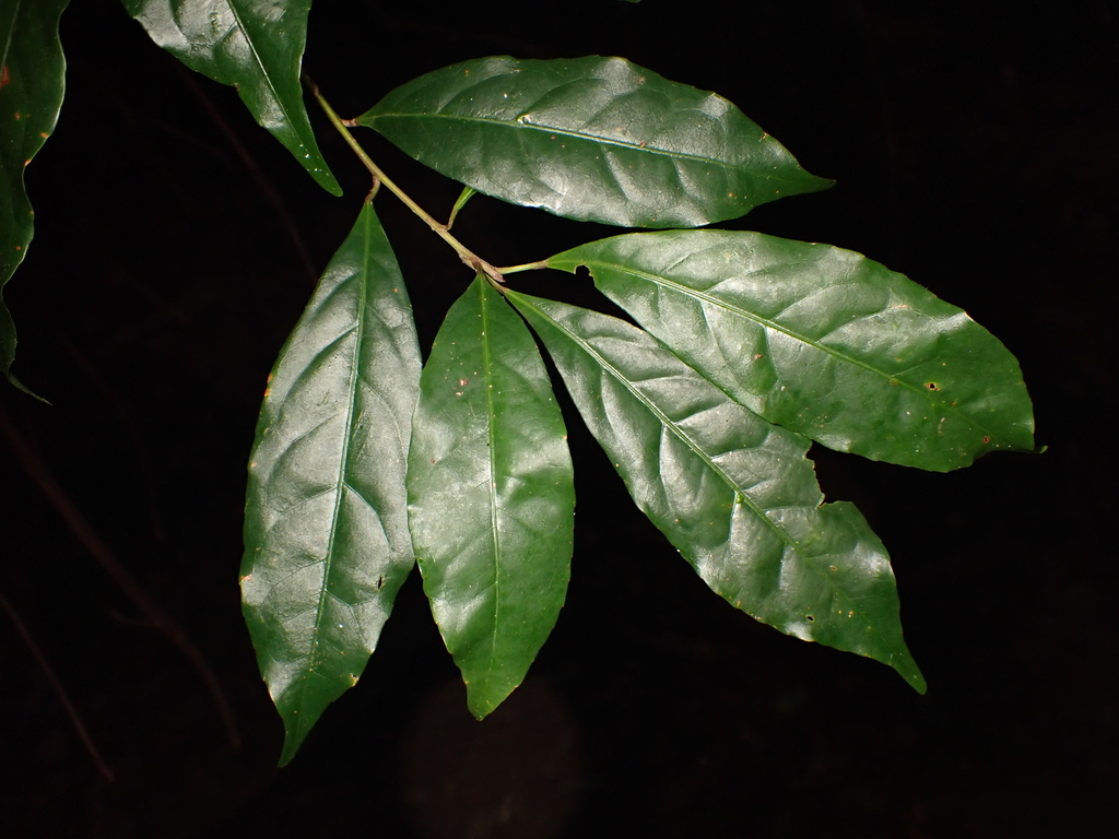 Elaeocarpus dubius