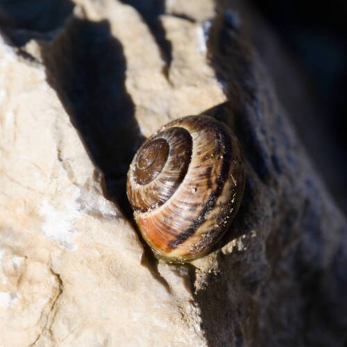 Arianta arbustorum