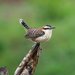 Wrens - Photo (c) Gerwin Filius, some rights reserved (CC BY-NC-ND)