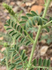 Indigofera pechuelii