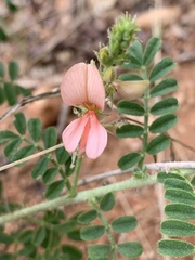 Indigofera pechuelii