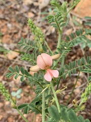 Indigofera pechuelii