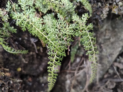 Asplenium pulcherrimum, 2025-11-09