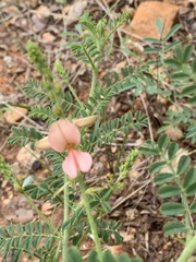 Indigofera pechuelii
