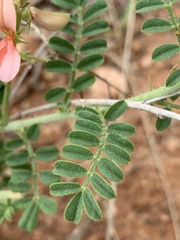 Indigofera pechuelii