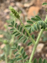 Indigofera pechuelii