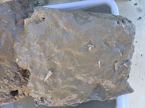 Turritellinella tricarinata