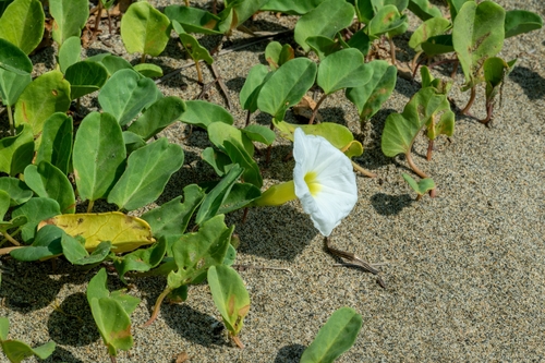 beach morning-glory (Ipomoea imperati)