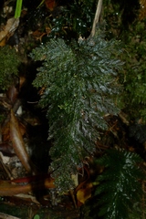 Abrodictyum elongatum