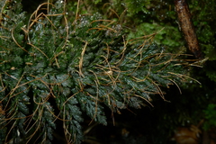 Abrodictyum elongatum