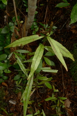 Alseuosmia banksii