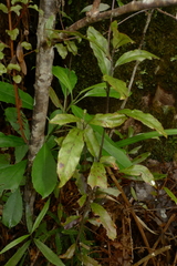 Alseuosmia banksii