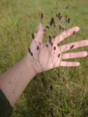 Eryngium ebracteatum